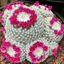 Old Lady Cactus | 20+ seeds | Mammillaria Hahniana | Same Day Dispatch