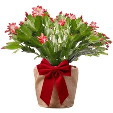 Red Christmas Cactus House Plant with Gift Wrap | Christmas Plants and Flowers