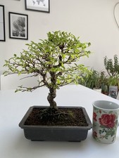 Cork Bark Chinese Elm Bonsai