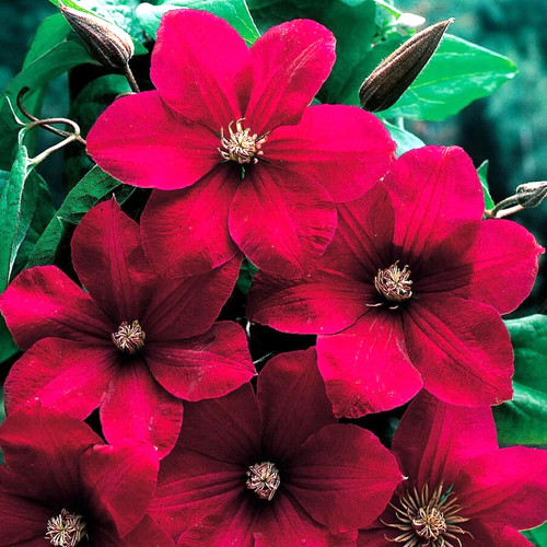 Clematis rouge cardinal - rouge, 9cm