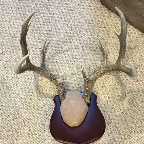 Whitetail deer antlers horn