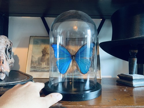Morpho didius butterfly globe - morpho,