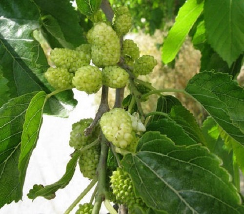 Morus alba white - -, mulberry