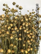 85 GRAMS DRIED FLAX FOR FLOWER ARRANGING READY TO USE HARVEST COUNTRY 18"