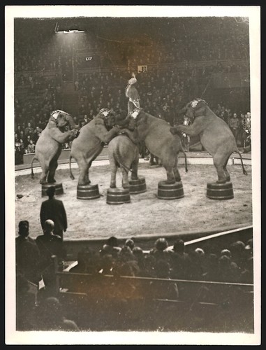Photograph circus elephants - photograph,