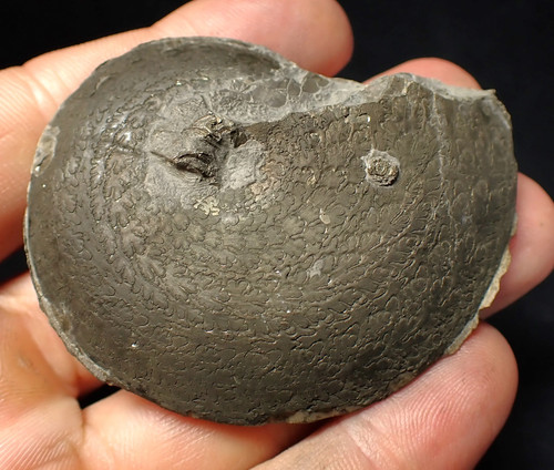 Large oxynoticeras pyrite - oxynoticeras,
