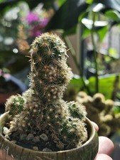 💚Ladyfinger Cactus Mammillaria Elongata Succulent Cactus 🌵