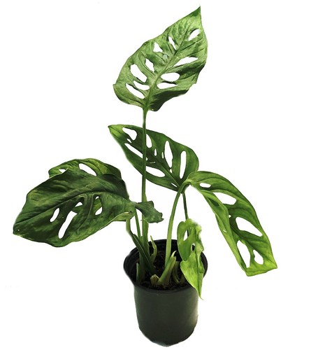 Swiss cheese plant monstera - cheese,