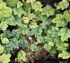 Oak Leaf Creeping Fig Cutting