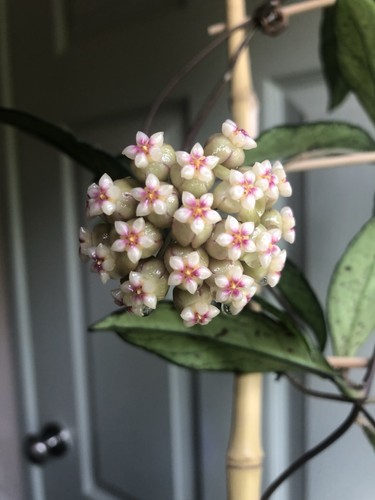 Hoya crassipetiolata splash - hoya,