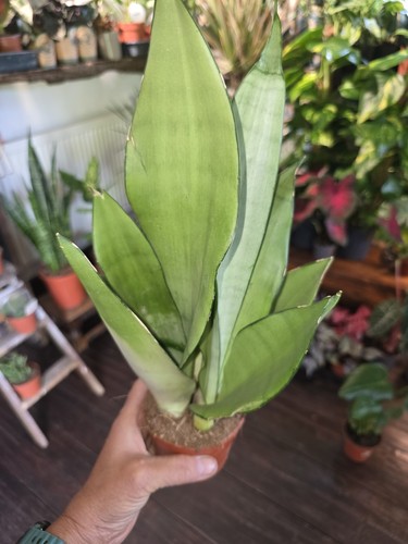 Sansevieria moonshine - sansevieria,