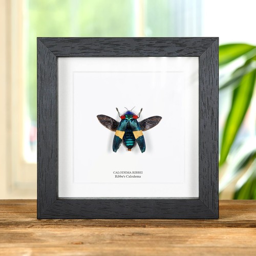 Ribbe calodema beetle box - ribbe's,