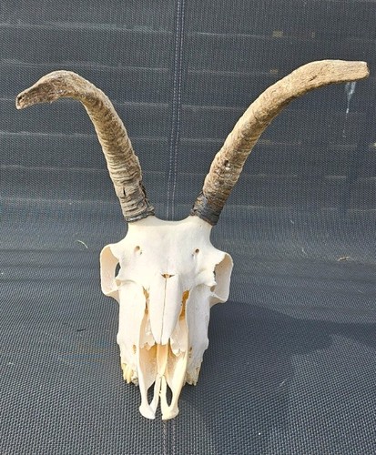 Amazing sheep skull - sheep, horns