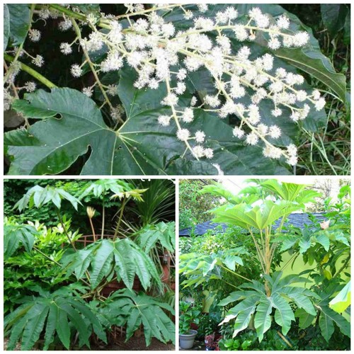 Tetrapanax papyrifer rex - papyrifer, t-rex