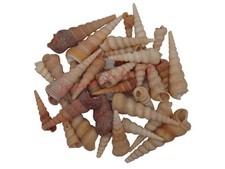 Terebra Turitilla Natural