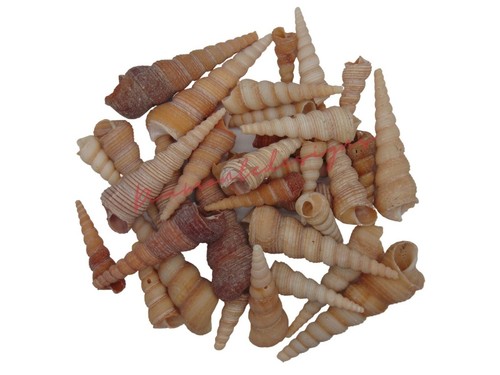 Terebra turitilla natural - terebra,