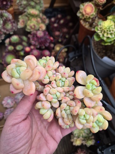 Sedum cherry blossom rolly - sedum,