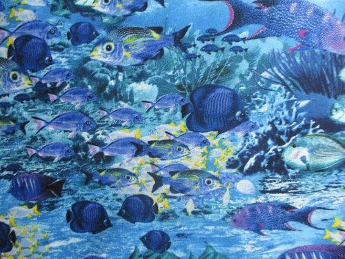 Angel fish coral tropical - coral,