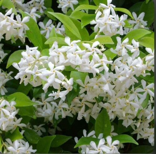 Scented star jasmine - star,