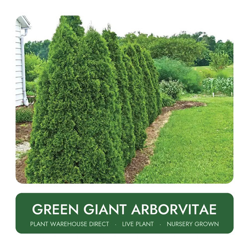 Green giant arborvitae live - arborvitae,