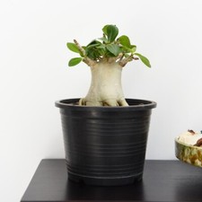 Rare adenium nb ansu - t&m,