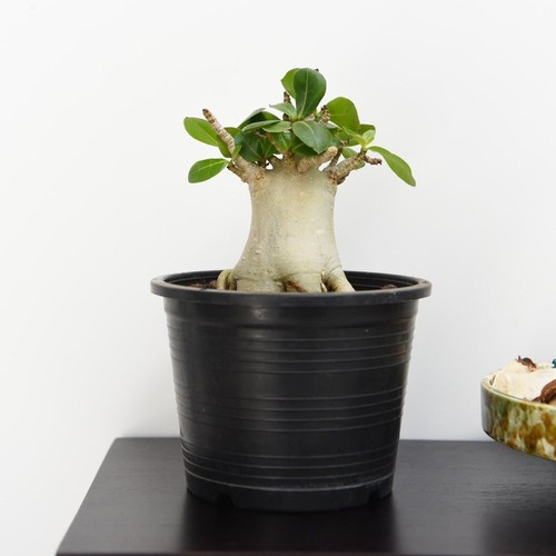 Rare adenium nb ansu - t&m,