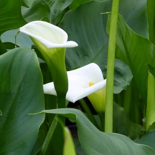 Arum lily pond - arum,