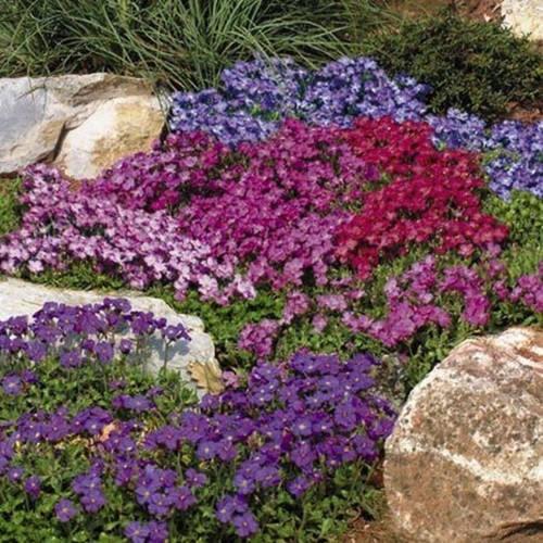 Aubrieta royal mixed - 6,