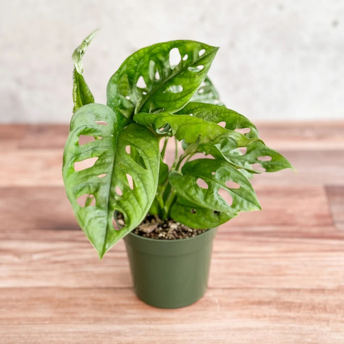 Monstera adansonii swiss - monstera,