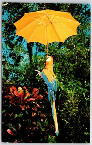Postcard bird bonino umbrella - bird,