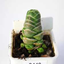 Crassula Barklyi Plant ~3*1cm