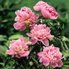Giant Peony 'Sarah Bernhardt' Bare Root Plant