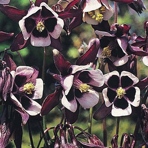 Aquilegia seeds perennial - t&m,