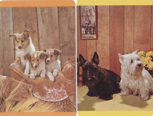 Pair collie pups scottie - pair, of