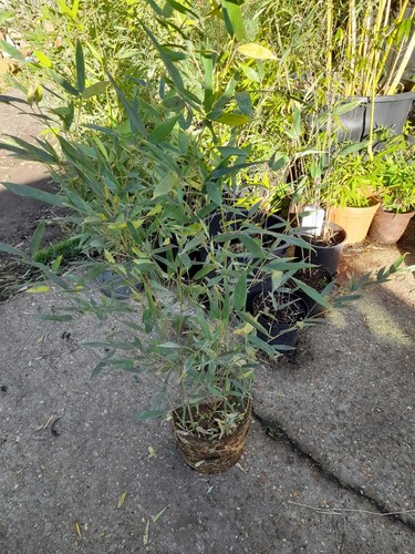 Phyllostachys bissetii bamboo