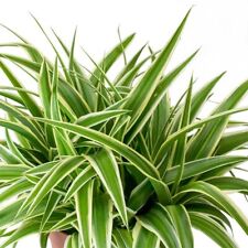 1 x Spider Plant Chlorophytum