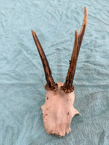 Vintage old roe - vintage, buck