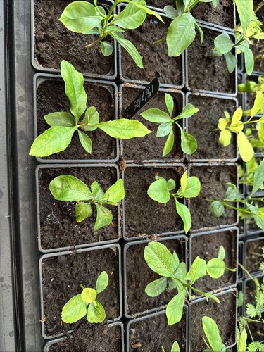 Lemon citron seedlings citrus - lemon,