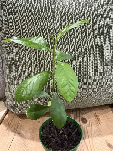 Potted small baby sorrento - small,