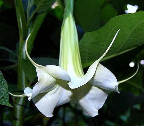 Brugmansia dansarubir x - (dansarubir,