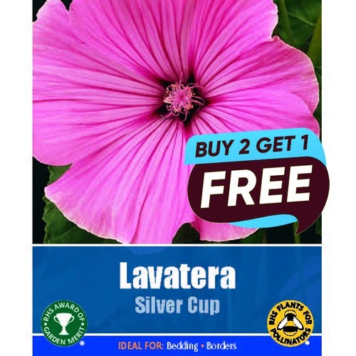 Lavatera silver cup - lavatera,