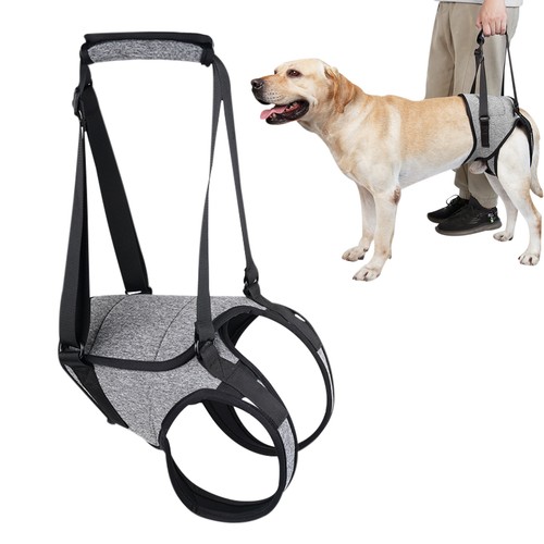 Senior dog lifting - senior,