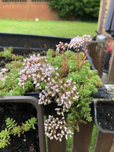 10x succulent sedum album - succulent,