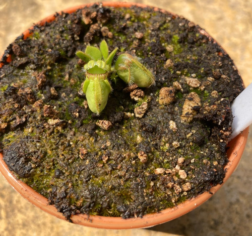 Cephalotus follicularis big - follicularis, 'big