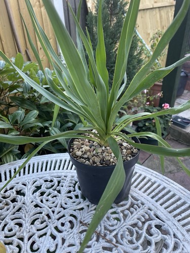 Yucca plant pic actual - plant,,