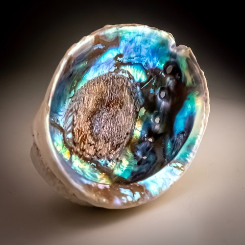 Pāua abalone shell haliotis - pāua,