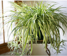 5 X SPIDER PLANT 5 X BABY