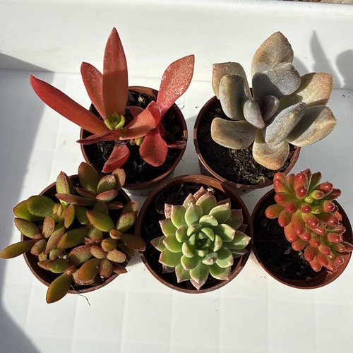 Mixed succulent plants - plants., in