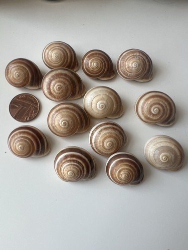 Snails shell from morroco - snails,
