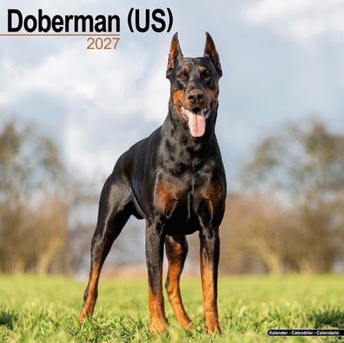 Doberman - , us